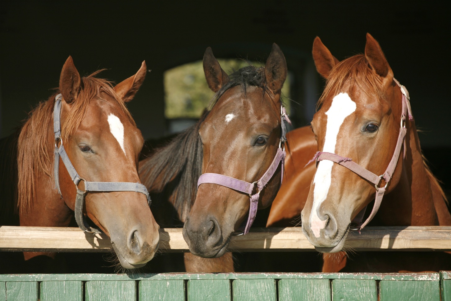 brosters_stables